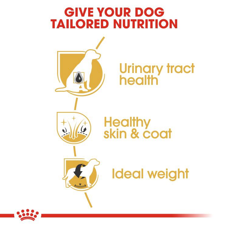 Royal canin Bichon Frise Adult 1.5 kg_thumbnail_3