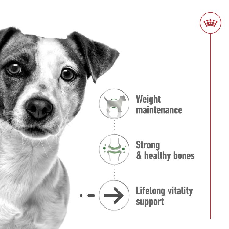 Royal Canin Mini Ageing 12+ 1.5 kg_thumbnail_1