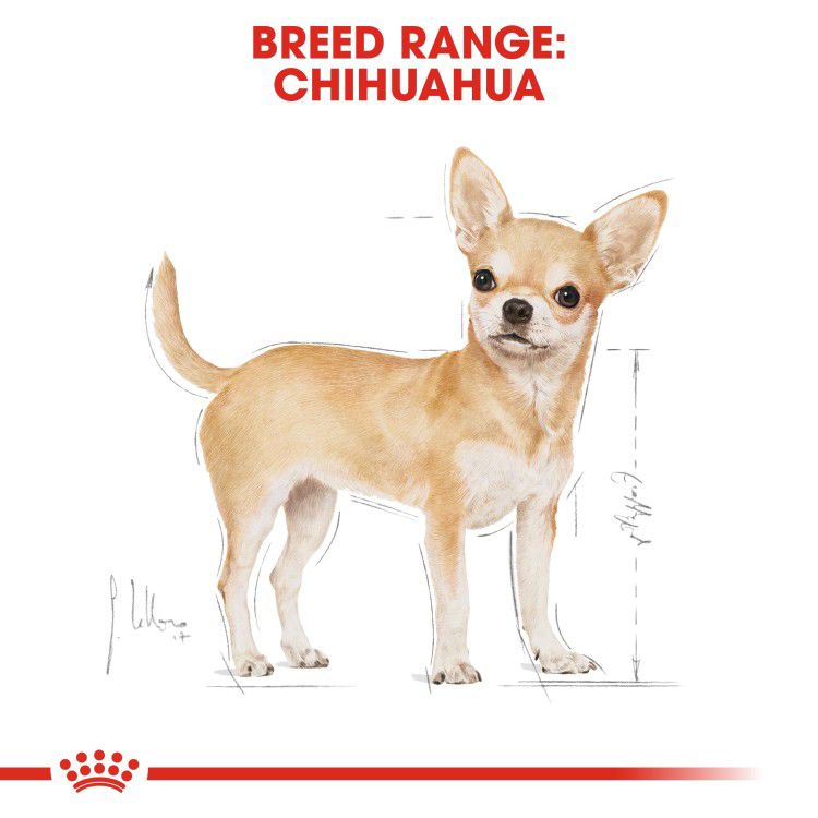 Royal Canin Chihuahua Adult 1.5 kg_thumbnail_1
