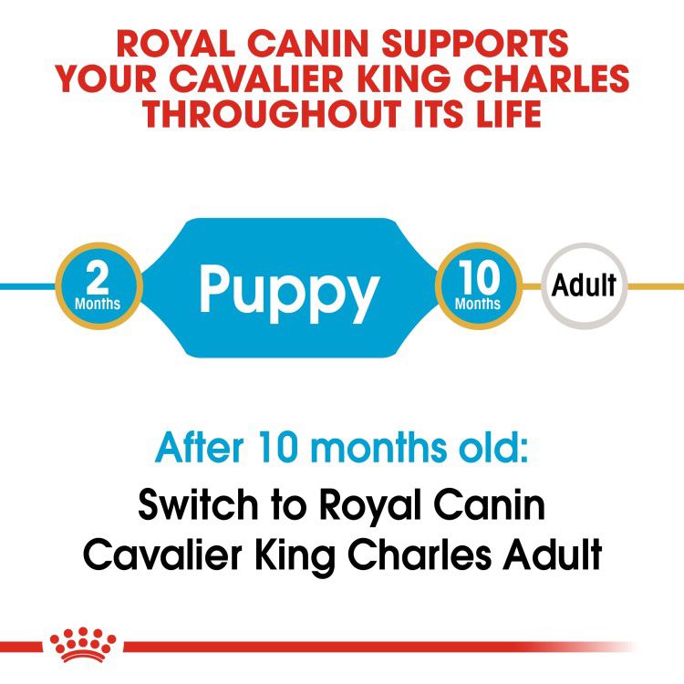 Royal Canin Cavalier King Charles Puppy 1.5 kg_thumbnail_2