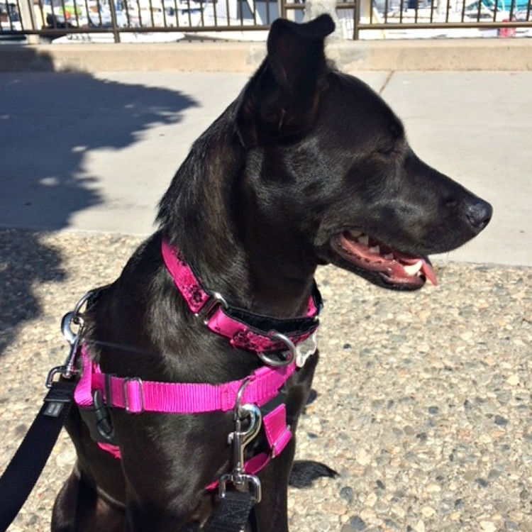 Small Satin Lined Martingale Collar - Cherry Blossoms Fuchsia_thumbnail_1