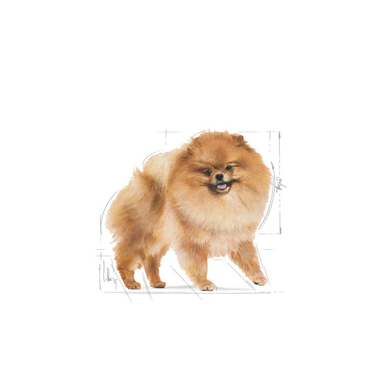 Royal Canin Pomeranian Adult 1.5 kg_thumbnail_2