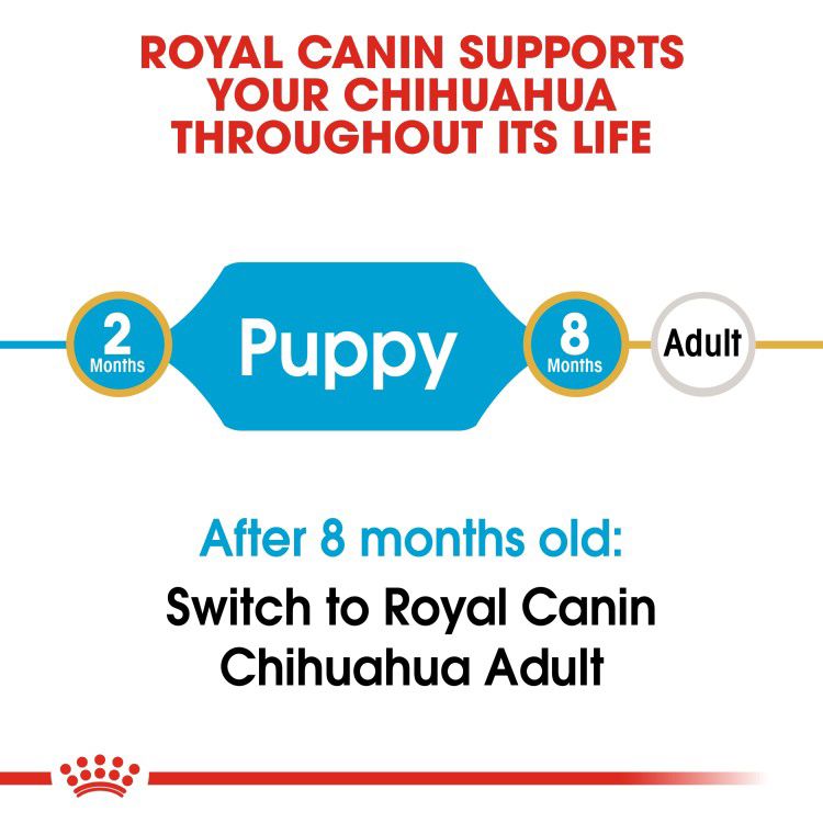 Chihuahua Puppy 1.5 kg_thumbnail_2