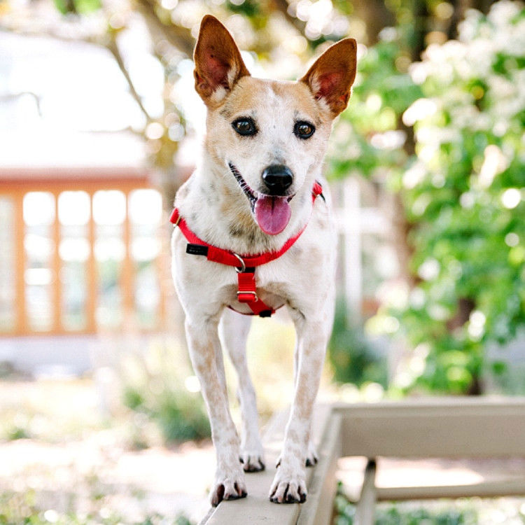 Freedom No-Pull Harness and Leash - Red / Medium 1_thumbnail_2