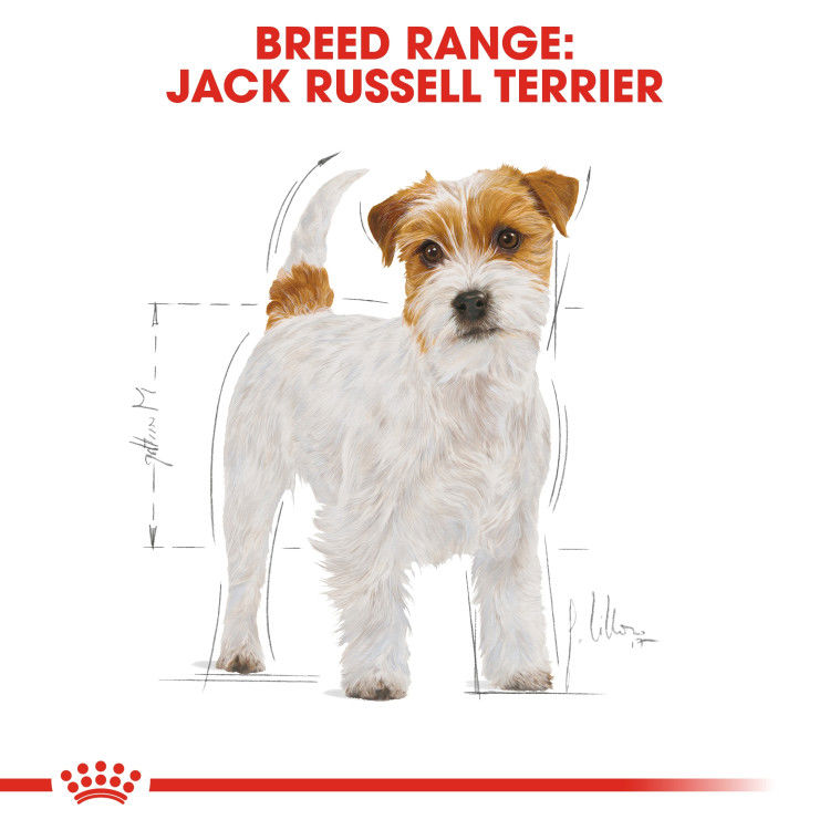Royal canin Jack Russell Adult 1.5 kg_thumbnail_1