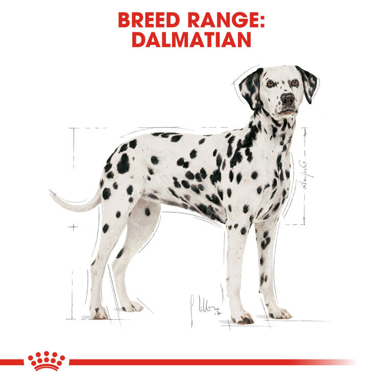 Royal Canin Dalmatian Adult 12 kg_thumbnail_3