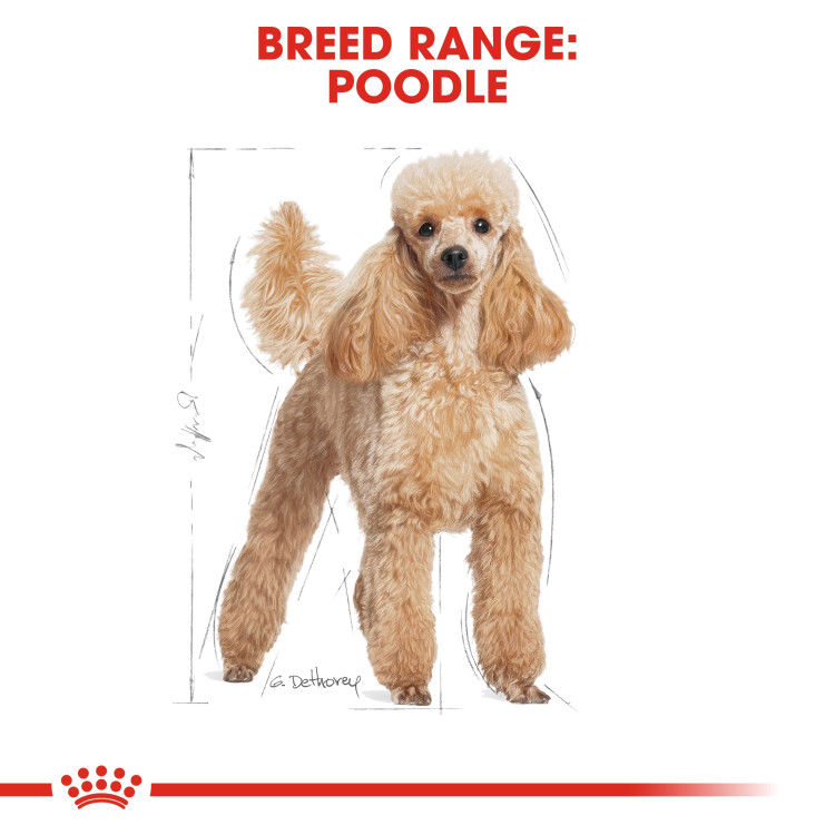 Royal Canin Poodle Adult 7.5kg_thumbnail_2