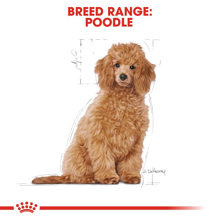 Royal canin Poodle Puppy 3 kg_thumbnail_3