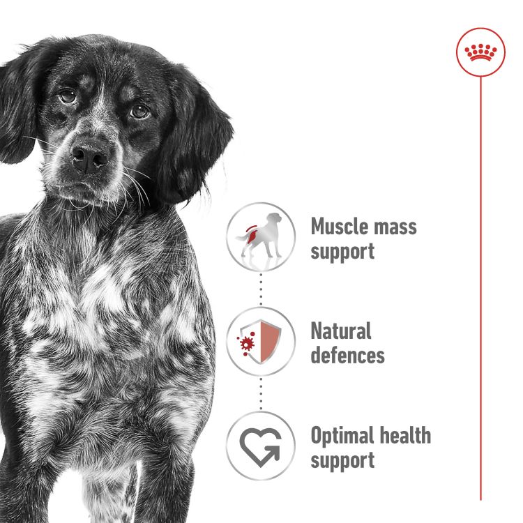 Royal Canin Medium Adult (Wet Food - Can) 12 x 410 g_thumbnail_1