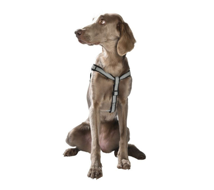 Classique Chic Harness Black, Medium_thumbnail_1