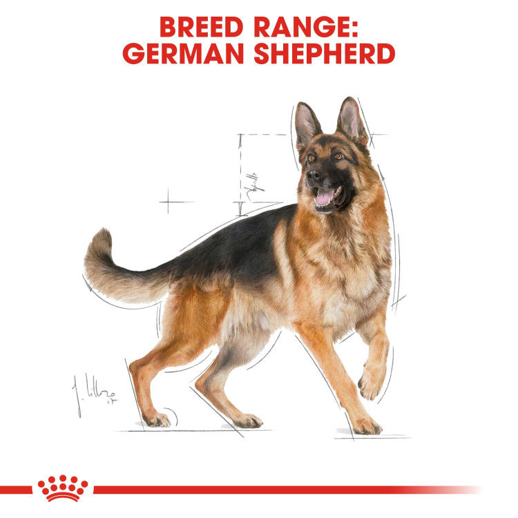 Royal Canin German Shepherd Adult 3 kg_thumbnail_3