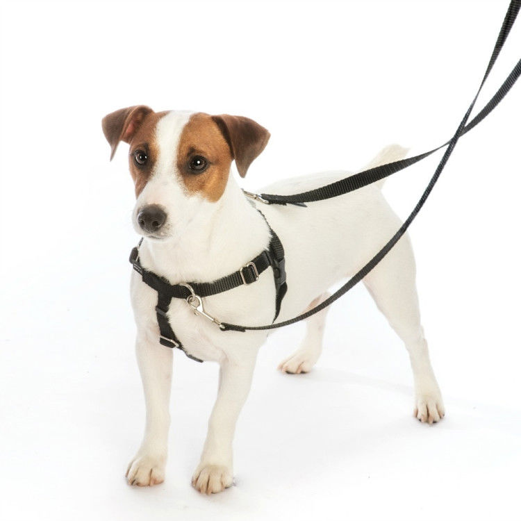 Freedom No-Pull Harness and Leash - Black / XS 5/8"_thumbnail_2