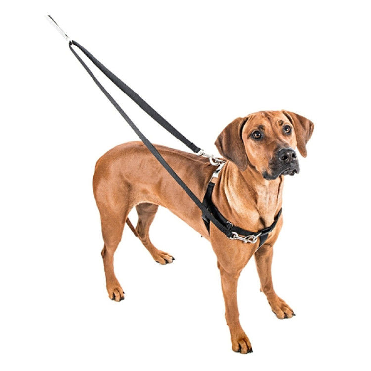 Freedom No-Pull Harness and Leash - Royal Blue / XS 5/8_thumbnail_2
