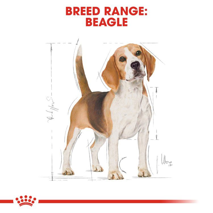 Royal Canin Beagle Adult 3kg_thumbnail_5