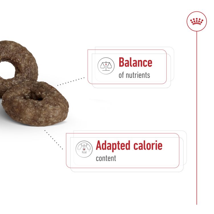 Royal Canin Mini Ageing 12+ 1.5 kg_thumbnail_2