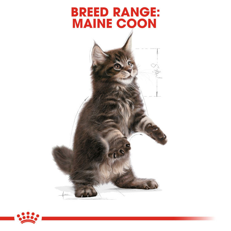 Royal Canin Maine Coon Kitten 2 kg_thumbnail_1
