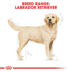 Royal canin Labrador Adult 3 kg_thumbnail_1