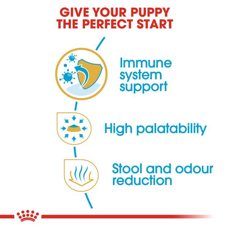 Chihuahua Puppy 1.5 kg_thumbnail_3
