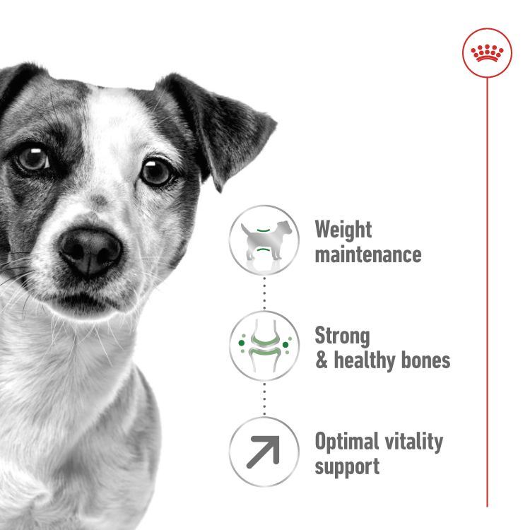 Royal Canin  Mini Adult 8+ 2 kg_thumbnail_0