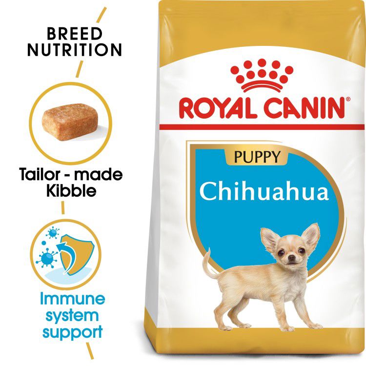 Chihuahua Puppy 1.5 kg_thumbnail_0