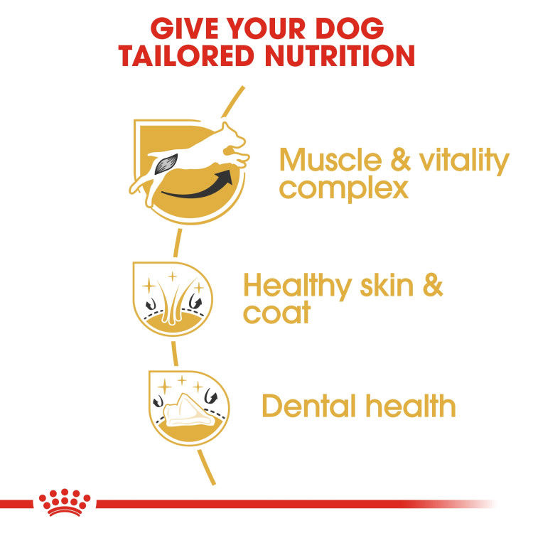 Royal canin Jack Russell Adult 1.5 kg_thumbnail_3