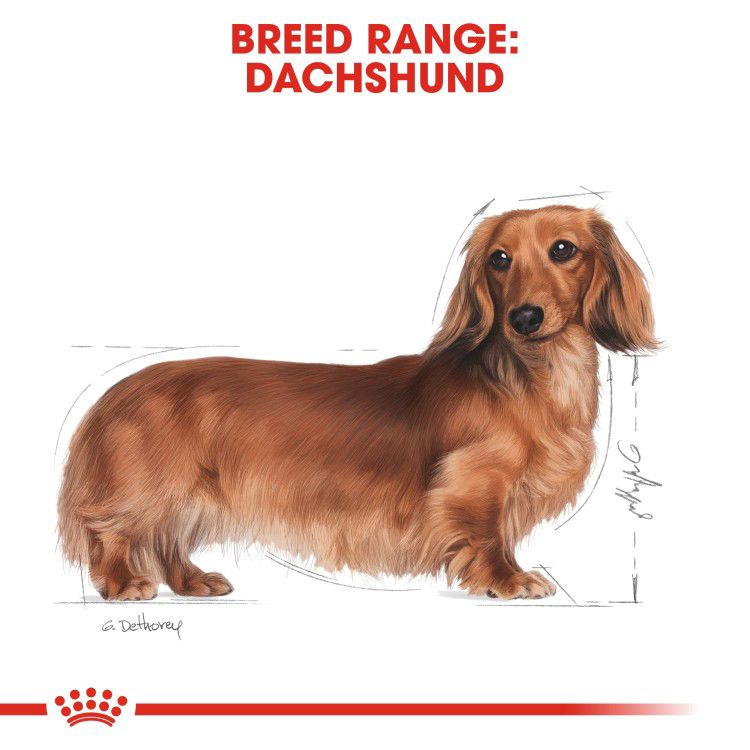 Royal Canin Dachshund Adult 1.5 kg_thumbnail_1